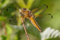 Libellula fulva female, side